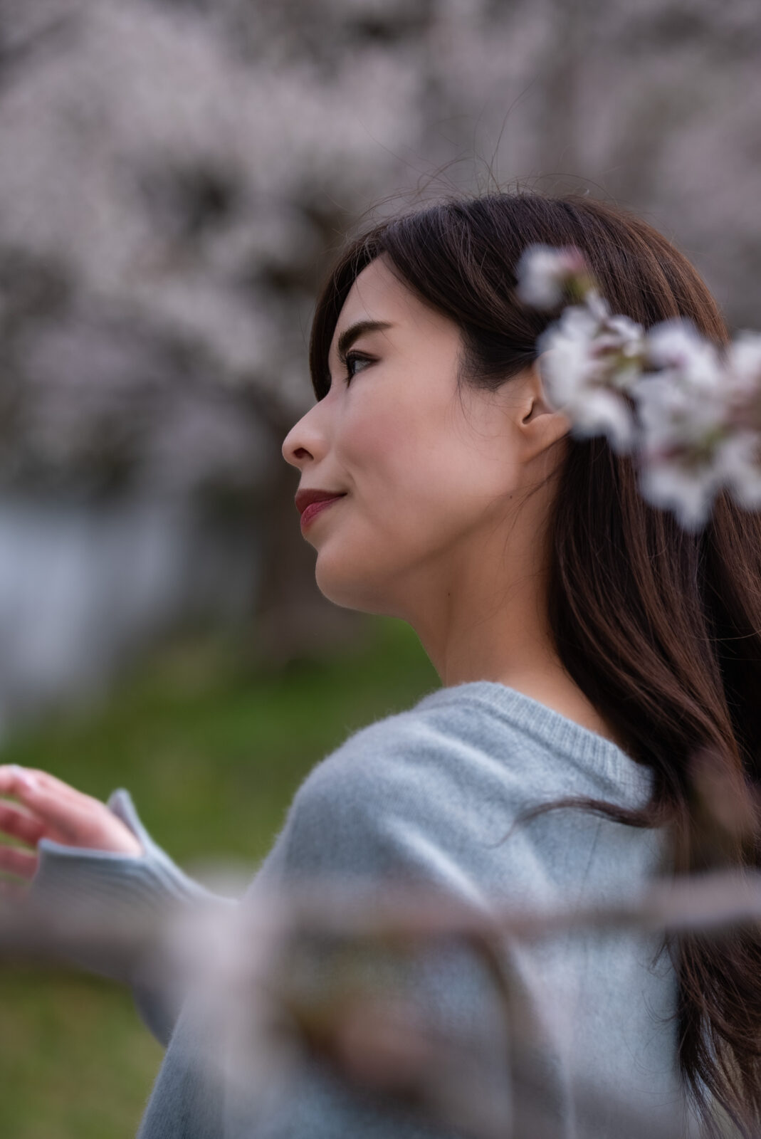AI 桜