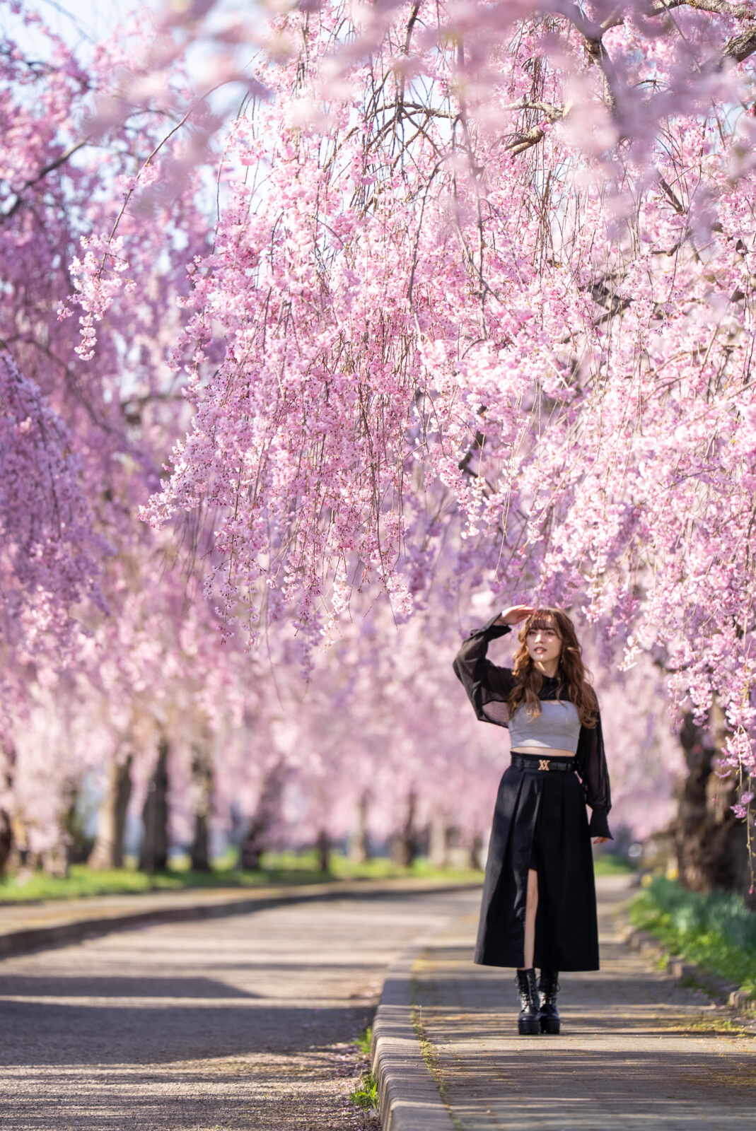しょこ日中線桜